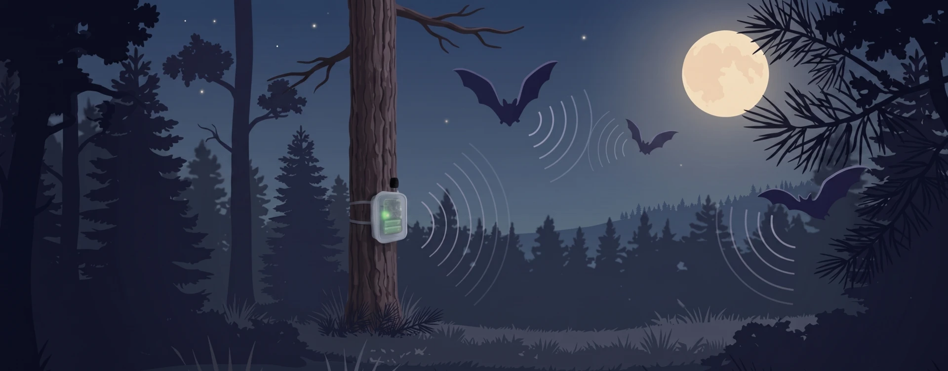 Nuit de capture acoustique : un enregistreur autonome sur son piquet, des chauves-souris en vol émettant leurs ultrasons sous la pleine lune en lisière de forêt.